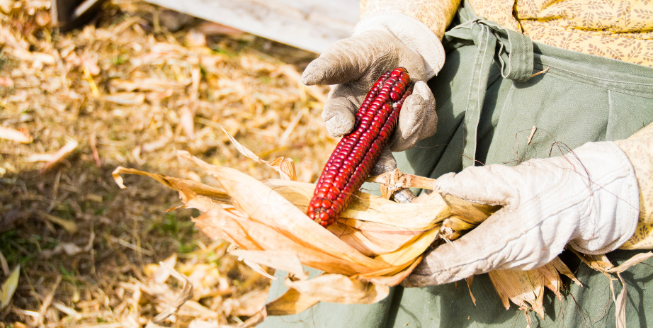 Harvest